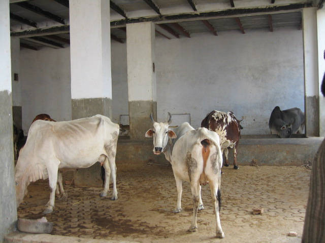 Goshala(cows)